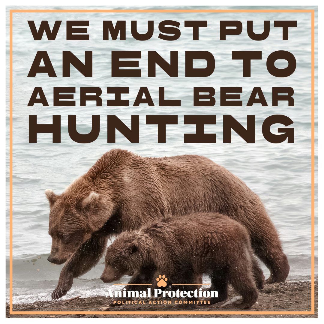 Bear hunting legislation