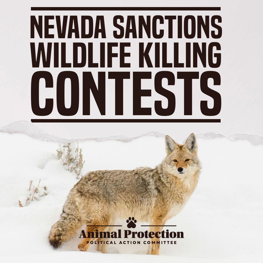 Nevada sanctions wildlife killing contests