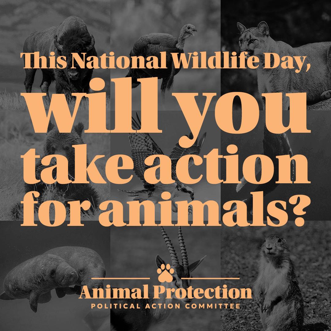 Take action for animals