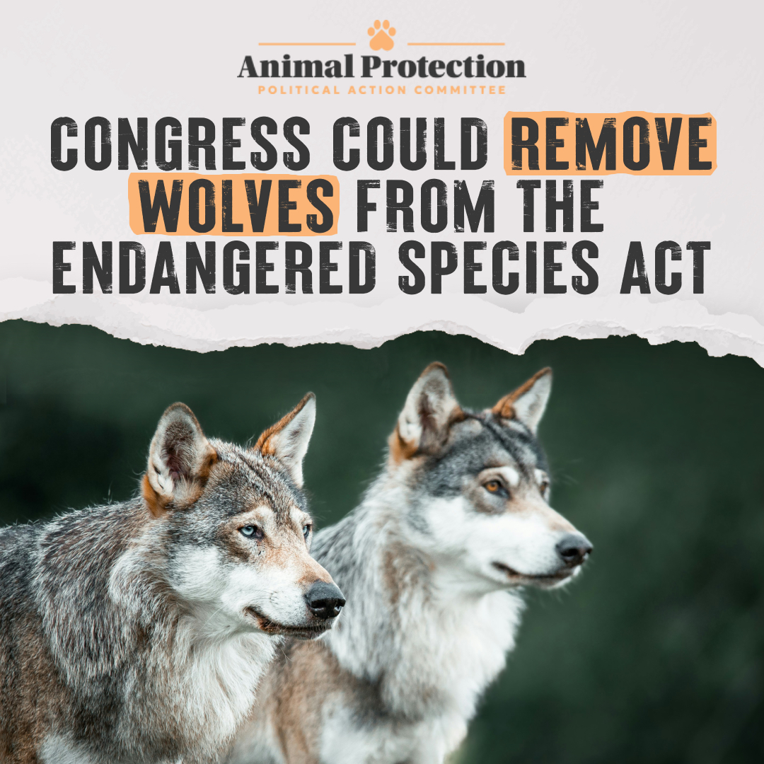 Wolves Act