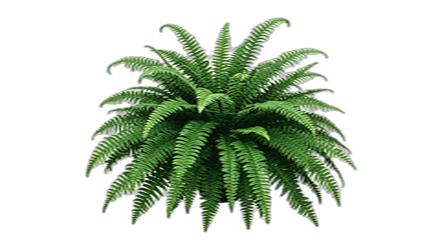 Fern