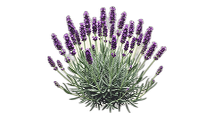 Lavender