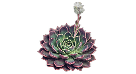 Succulent
