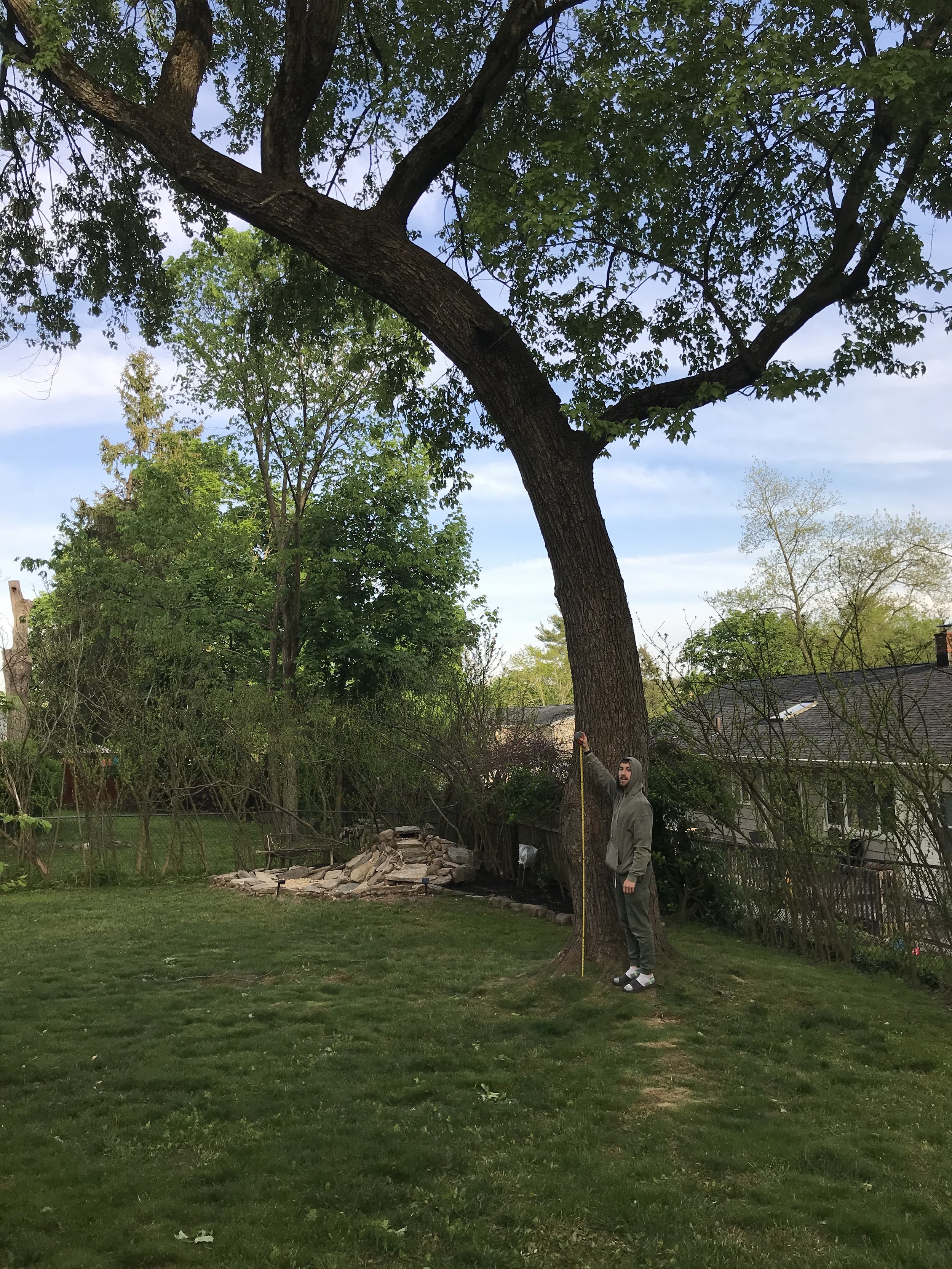 I photographed myself next to the tree with a tape measure, and then took it into photoshop and duplicated myself to find the height of the tree- to know how much chain to buy.